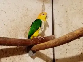 Amazónek bělobřichý