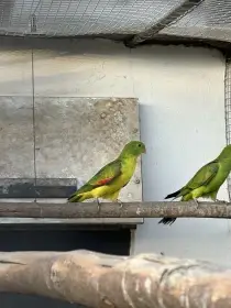 Papoušek červenokřídlý