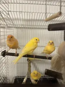 Prodám kanáry domácí: oranžové a žluté ( samečci a samičky)