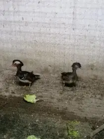 Kachnička mandarinská