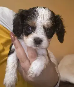 Kavalír king charles Španěl