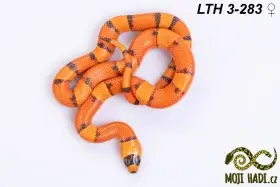 Lampropeltis triangulum hondurensis – korálovka sedlatá