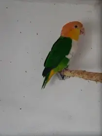 Amazonek bělobřichý,zelené punčochy.