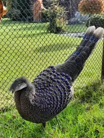 Bažanti paví šedí