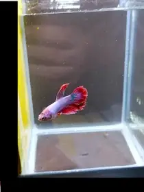Betta Splendens - odchov