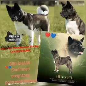 Rezervace štěňátek k prodeji