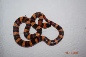 Korálovka mex-camb odchov