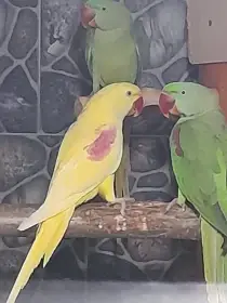 Alexander veľký-lutino