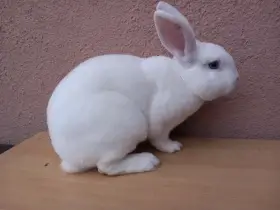 Králiky Rex bílý modrooký