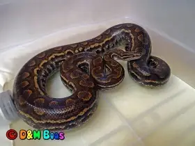 Epicrates cenchria crassus - Paraguayan Rainbow Boa