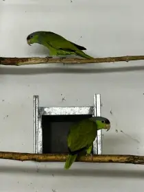 2 samce Amazaňan Fialovotemenný / fishni