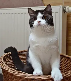 Britská koťátka s PP