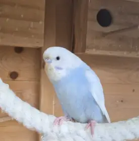 Andulka vlnkovana a křepelka čínská