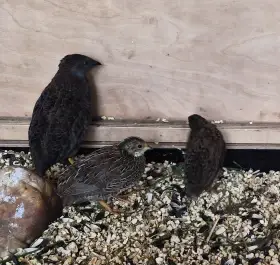 Andulka vlnkovana a křepelka čínská