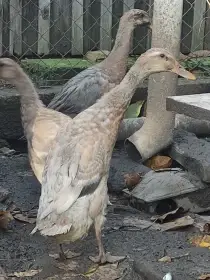 Indický běžec,kluci i holky