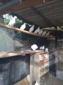 Prodám Anglické pávíky