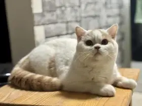 Britský kocourek s PP