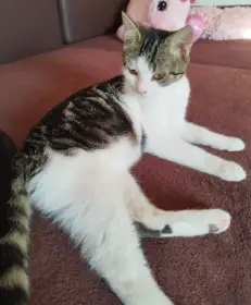 Kocourek Max hledá nový domov