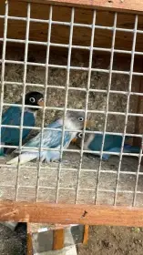 Agapornis škraboškový