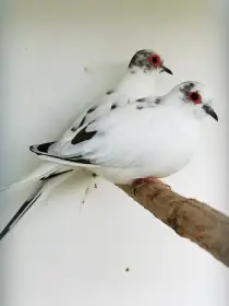 Holoubek diamantový straky 2025