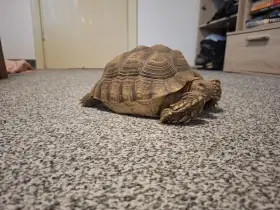 Sulcata želva ostruhata