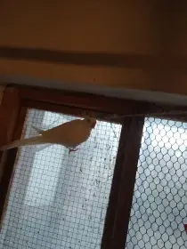 Alexandřin princeska