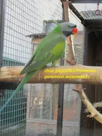 Koupím nebo vyměním samce Alexandr čínský