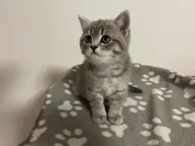 Britské koťátko bez PP (kočička světlá)