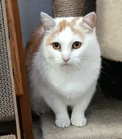 Kočička Růženka hledá nový domov