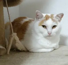 Kočička Růženka hledá nový domov