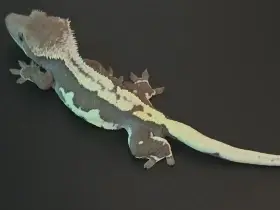 Prodám samce lw ax.