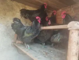 Prodám kohouty Australky černé velké