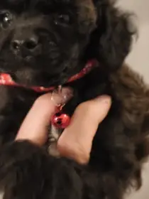 Pudl trpasličí s Pp