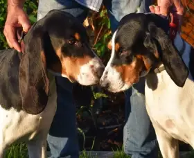 Štěňata Bernského honiče