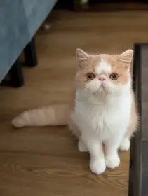 Prodám exotickou kočičku