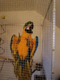 Ručně dokrmené mládě ary ararauny