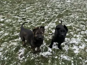 Štěňata Německý ovčák s PP