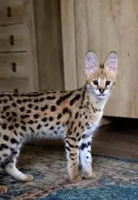 Prodám krásnou samičku Servala (Leptailurus serval) NZ 30.08.2025