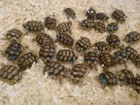*** skupina 35 ks testudo marginata ***
