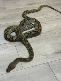 Krajta mrížkovaná