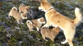 Štěňata plemene Akita Inu