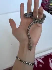 Úžovky červené samci