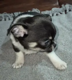 Čivava s PP, krásná štěňátka k odběru.