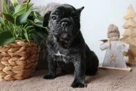 Francouzský buldoček s PP