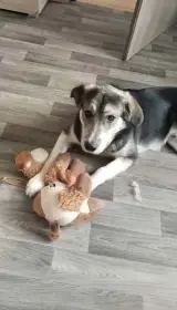 Daruji 9 měsíců starý štěně křížence