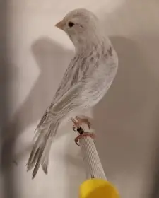 Běloachátový kanár