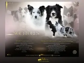 Štěňátka border kolie s PP