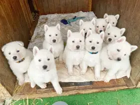 Bílý švýcarský ovčák s PP-štěňata