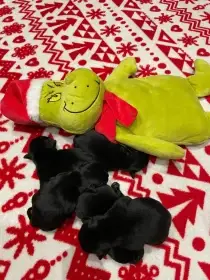 Máme novinku, miminka už jsou na  světě.