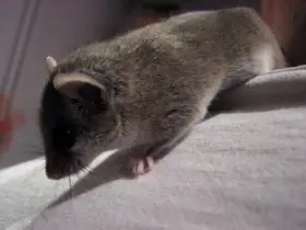 Plšík africký / daruji spěchá